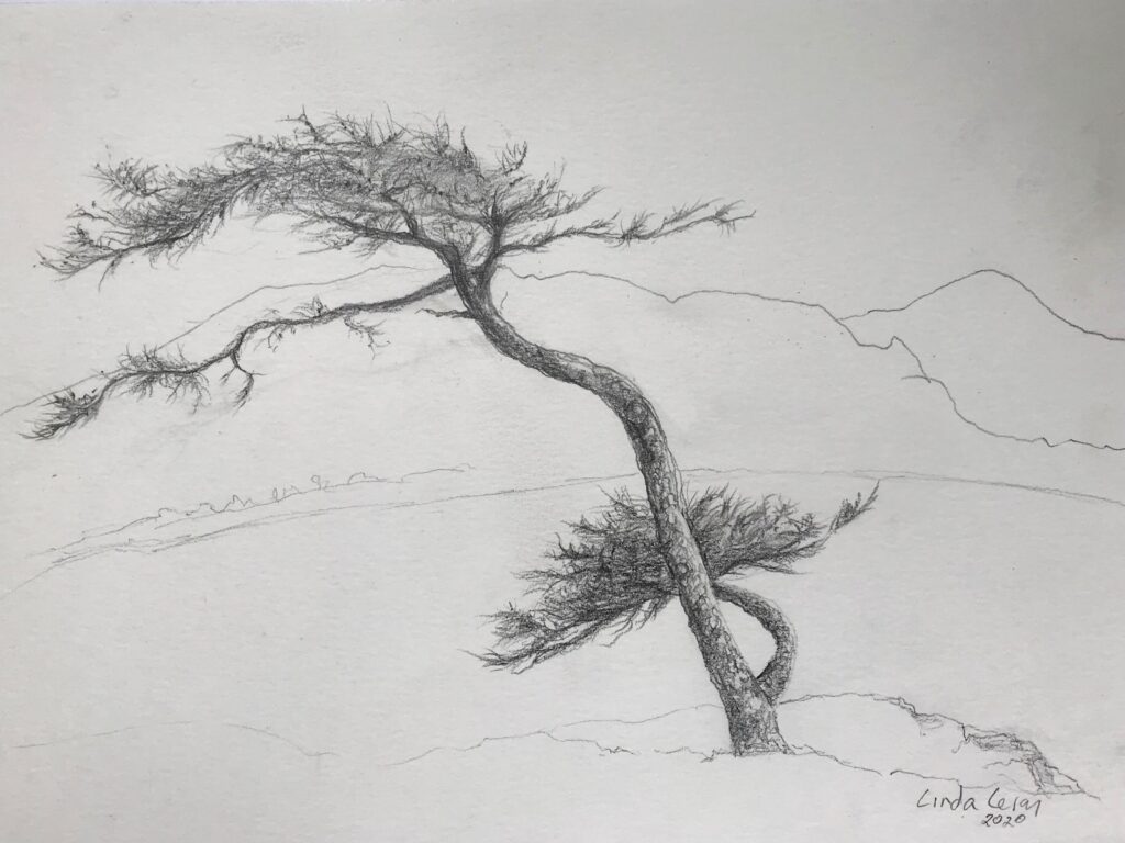 Larch, from The Life of Trees series by Linda Leroy